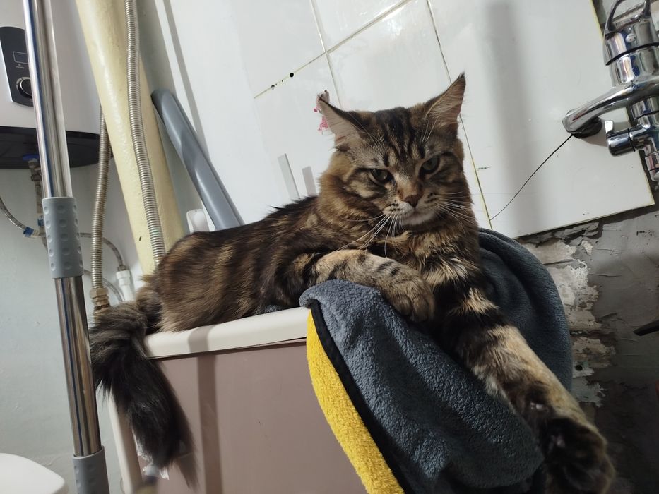 Открыта бронь на котят мейн кун