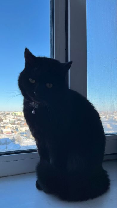 отдам кота в добрые руки