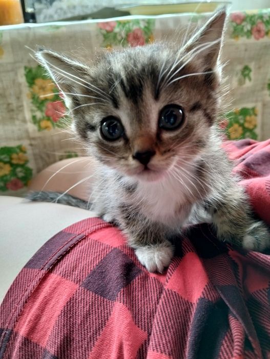 4 котенка ищут новый дом