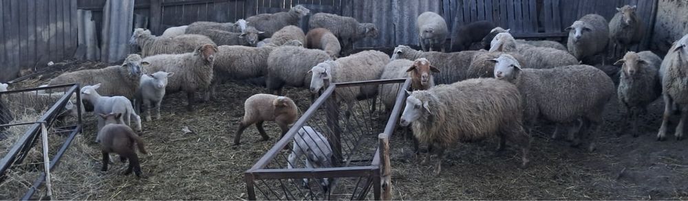 Ovine de vanzare