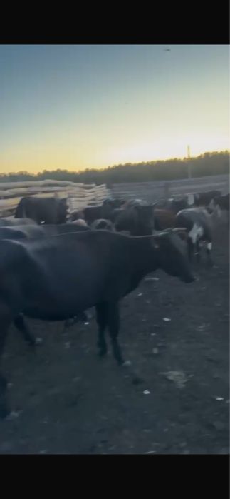 Продам крс любой возраст