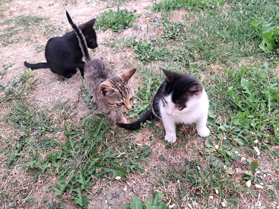 Pisici de adoptie