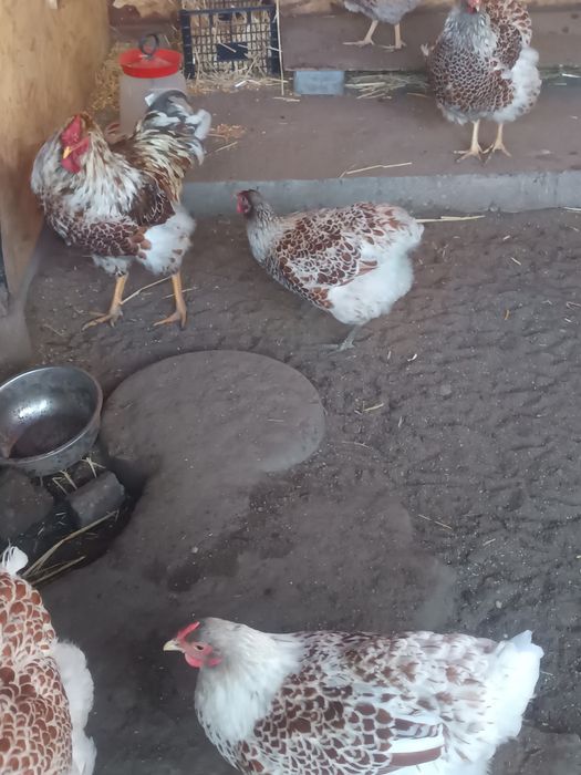 Oua incubat Wyandotte splash