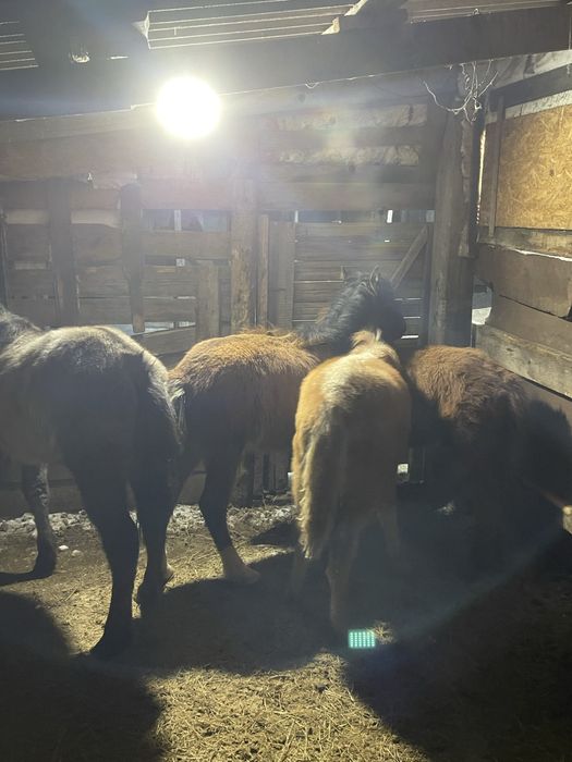 Жабағылар Сатылады