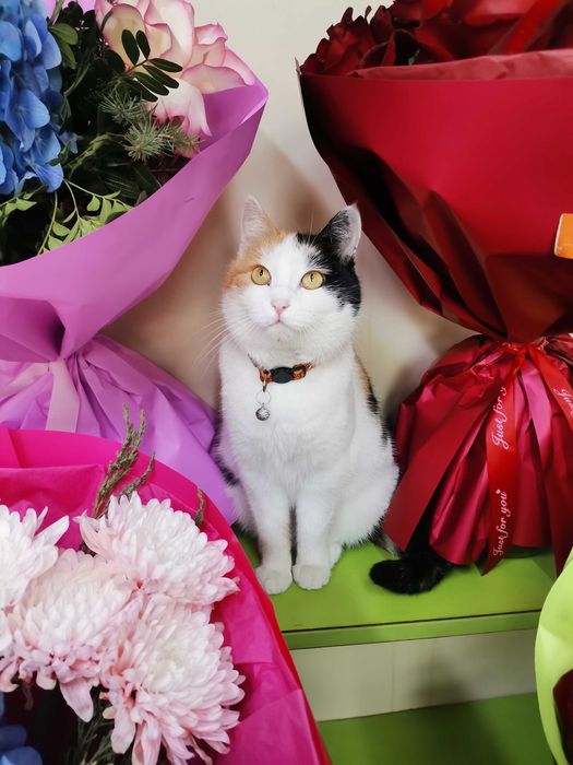 Кошечка ищет хозяина