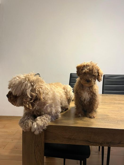 Pudel toy fetițe/baieti