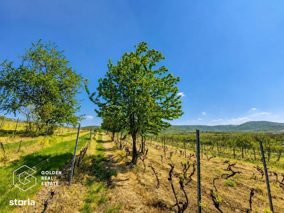 1,35 hectare vie pe rod (Cabernet si Merlot), Siria