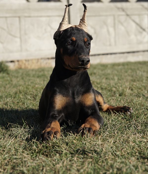 Щенки добермана