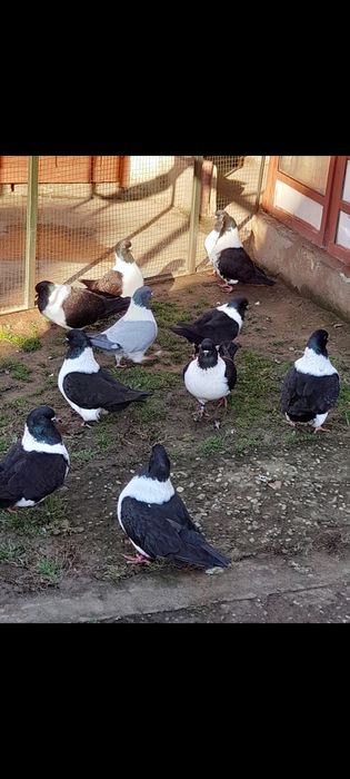 Porumbei strasseri germani