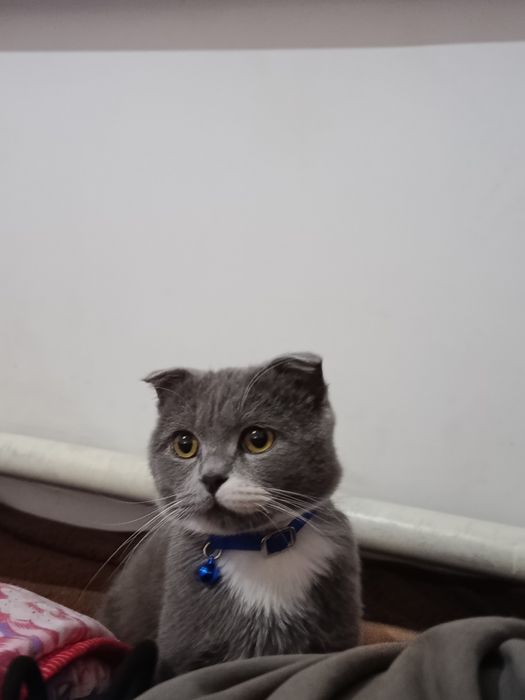 Mushukcha oʻgʻil bola