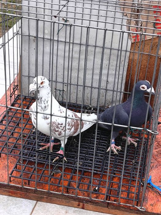 vând porumbei voianori duduros