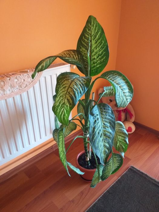 Dieffenbahia -1,2m=100 ron.