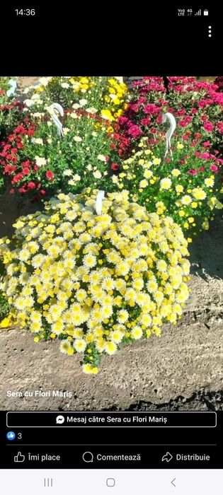 Vând crizanteme multiflora