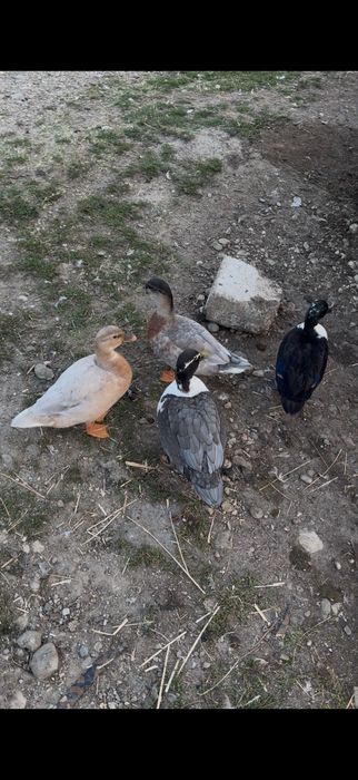 Vand rațe pitice olandeze