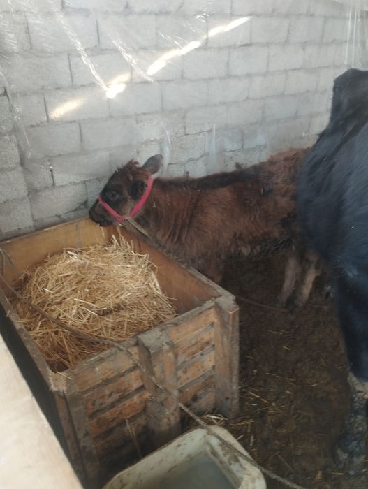 ona bola sigir sotiladi