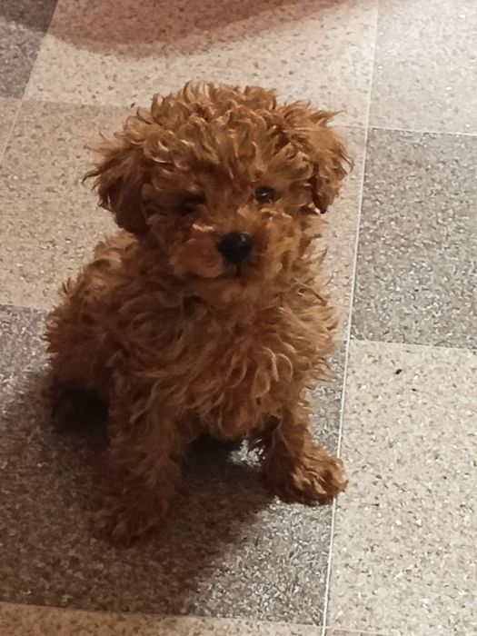 Пудел той уникално