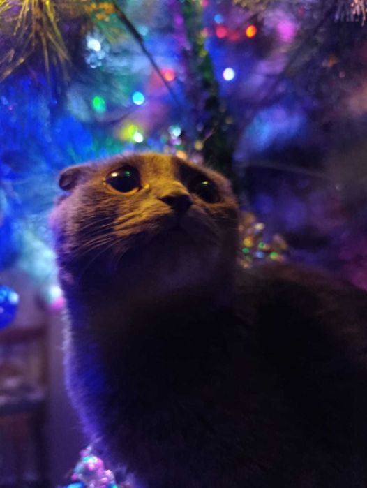 Срочно отдам кота!. !!