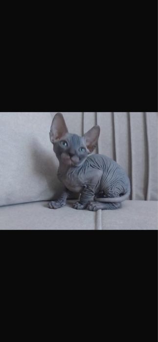 Котята породы Канадский Сфинкс