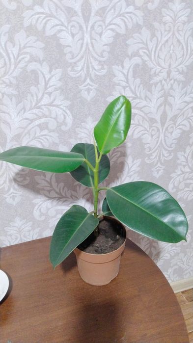 Продаю цветы для дома и офиса