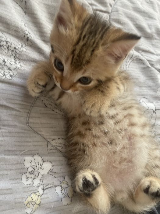 Маленькие пародистые котята