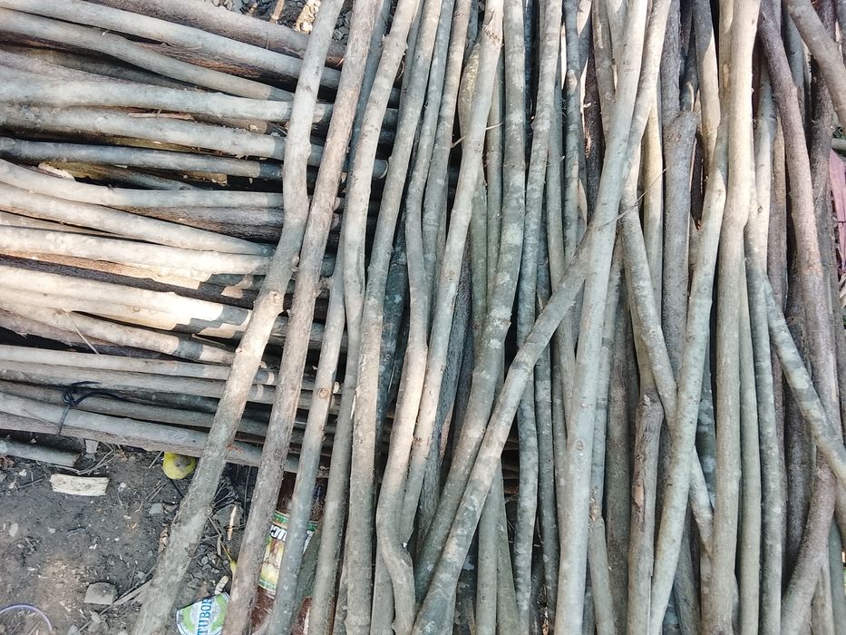 Araci de vânzare de alun