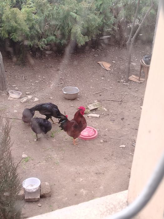 Qora Shahzoda ho'rozlari Xan Xyap ho'rozlari Adler serebro ho'rozlari