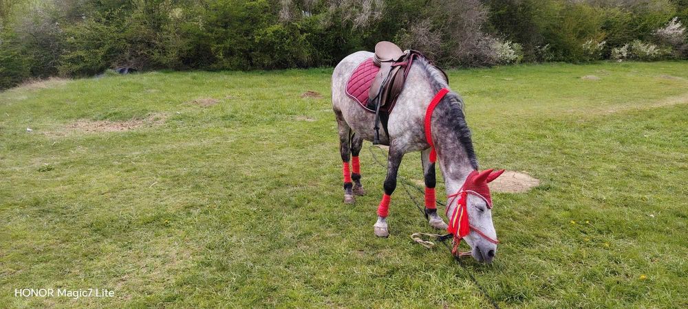 Se vinde fermă de măgărițe de lapte, cai și alpaca – lot complet