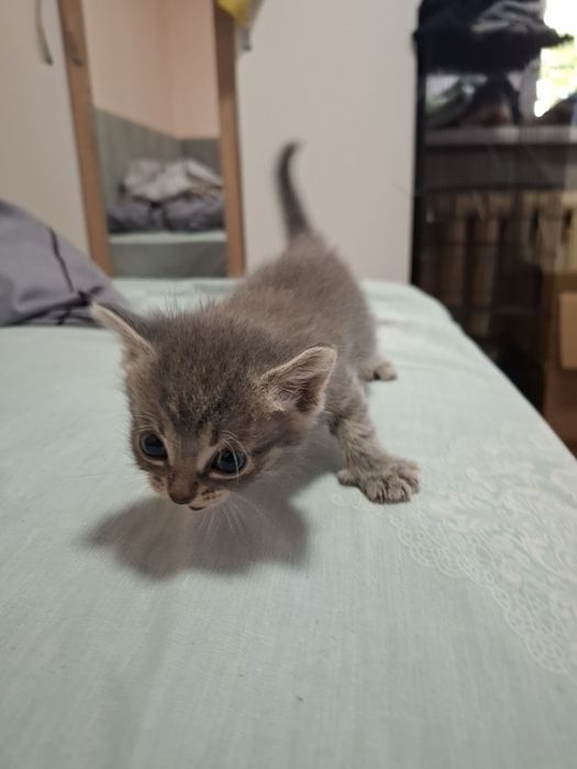 Отдаю котят в добрые руки.