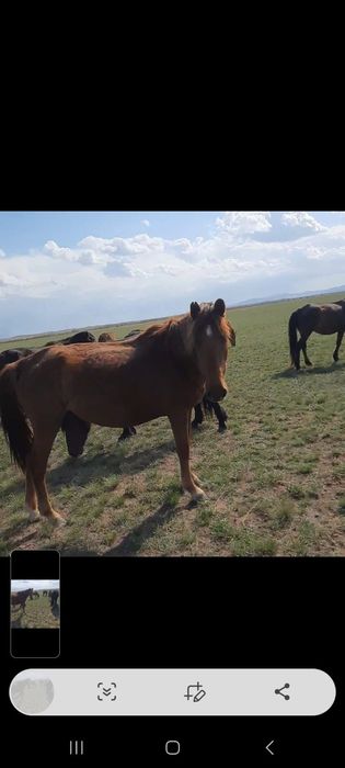 Биелер сатылады.