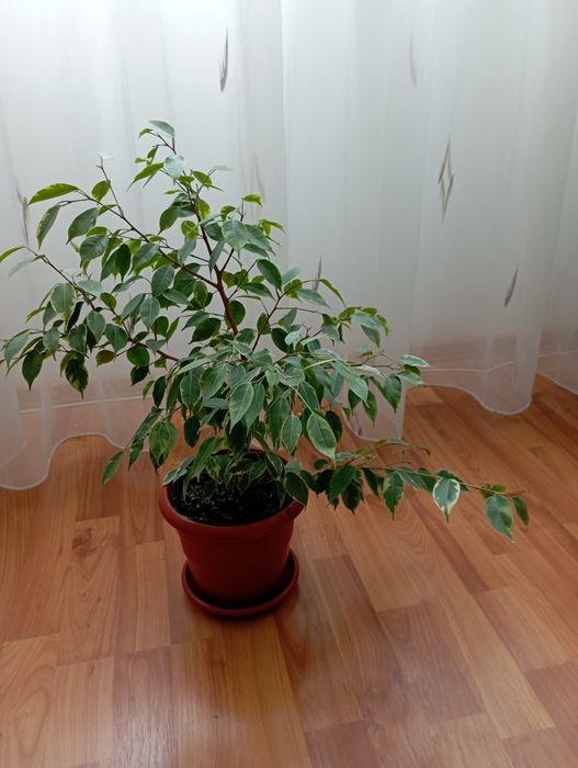 Бенджамин от шарения