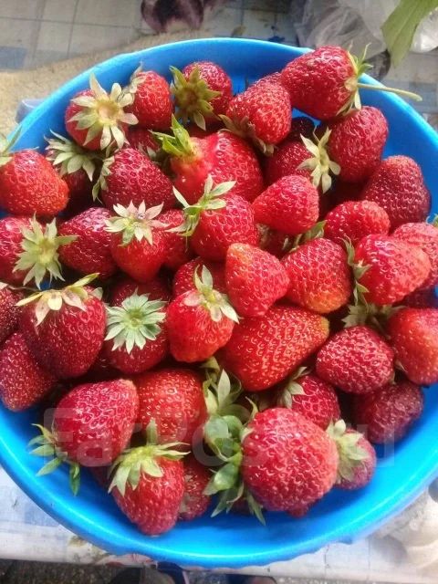 Продам домашнюю клубнику