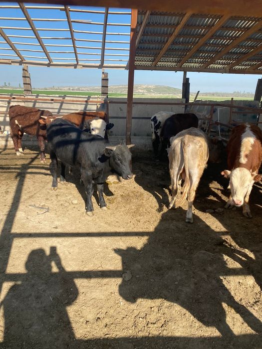 Продаются бычки. Бұқалар сатылады