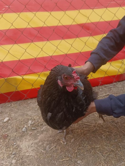 Тауықтар мен қораздар