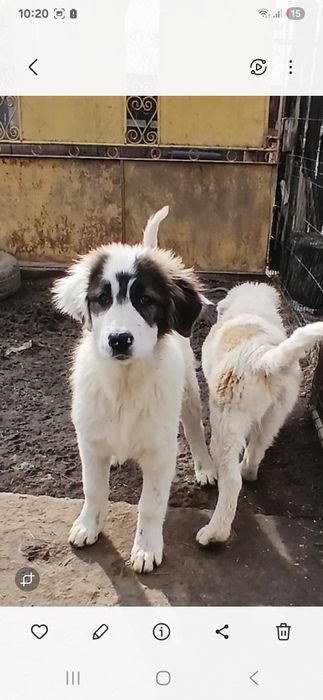 Ciobanesc de Bucovina