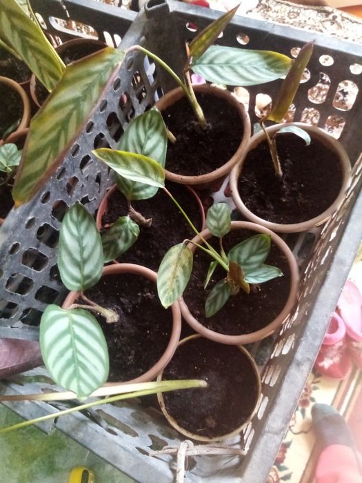 Ксенанта домашние цветы продам