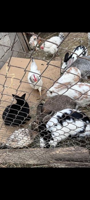 Адлер Тауык сатылады