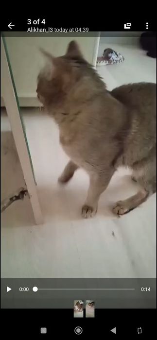 Britaniyskiy shinshila sotiladi zotli mushuk