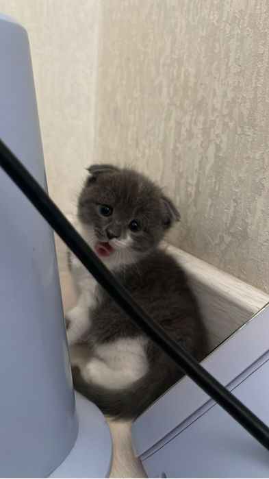 Вислоухий 2 месяца