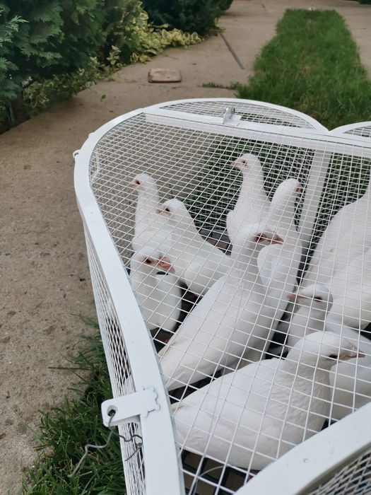 Porumbei voiajori albi pt nunta (evenimente speciale)