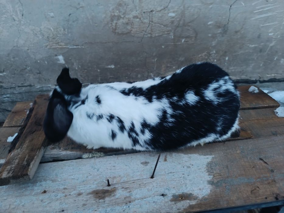 Крольчиха продаётся