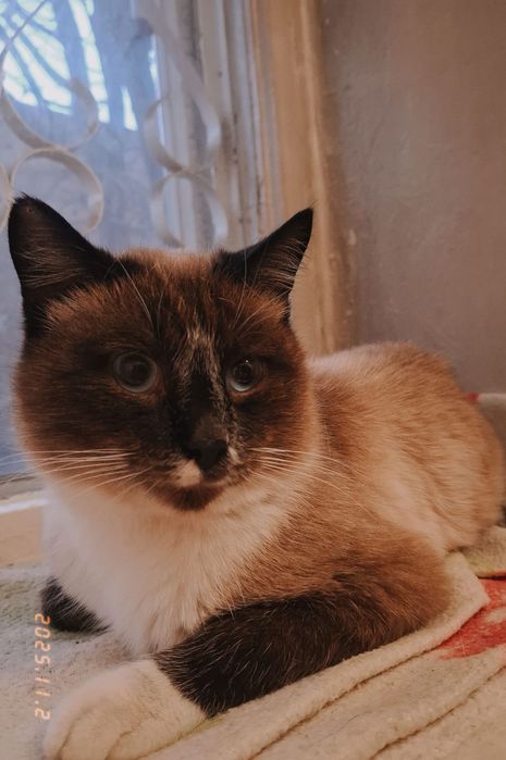 Очаровательный Барри к 10  месяцев