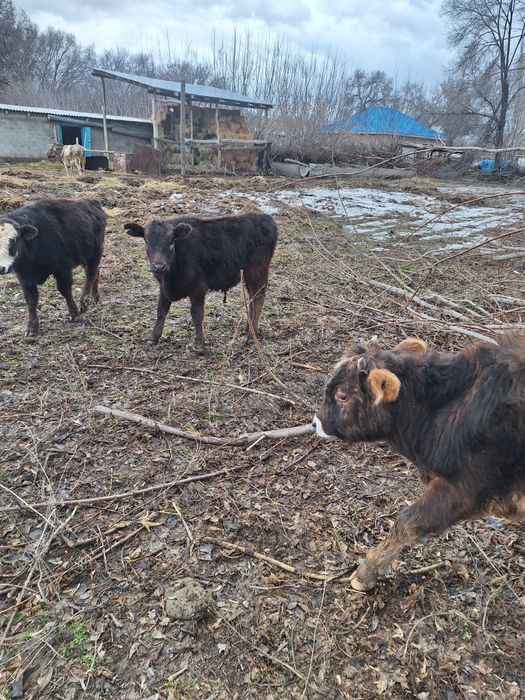 12 бас еркек тайынша сатлады