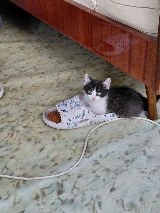 Отдам котят в хорошие руки