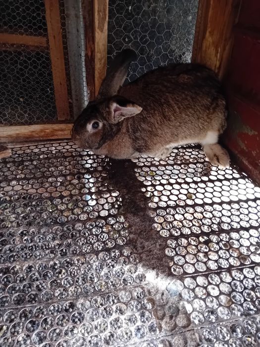 Iepuri belgieni vand