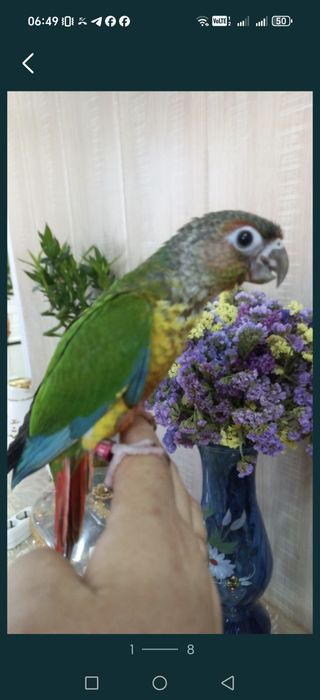 Продаются ручные попугаи Пирруры.