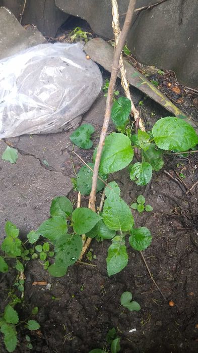 Древовидная  белая гортензия