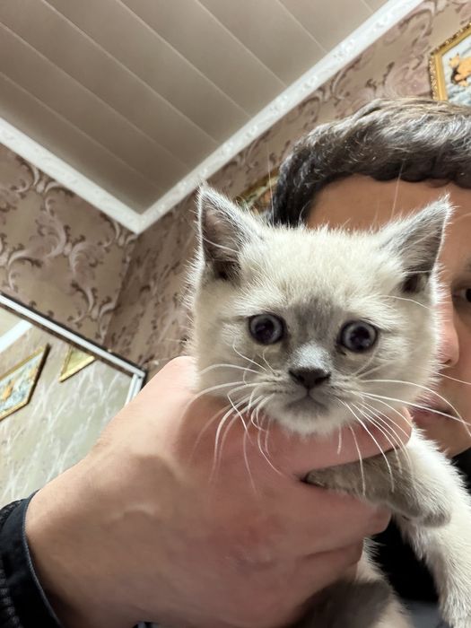 Skochish fold. Toza. Kon mushuk sotiladi