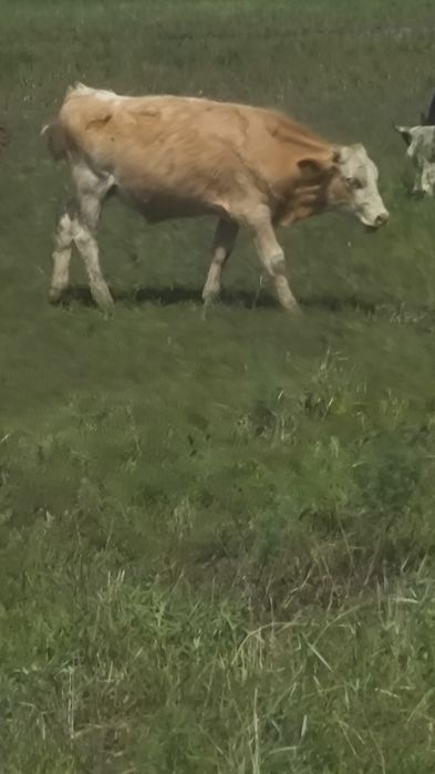 Продам Быка 1.3 Года