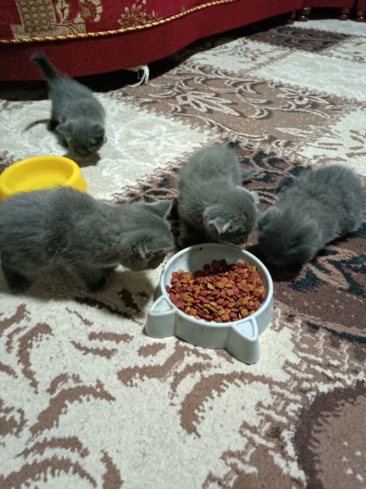 Продаются шотландские котята!!!