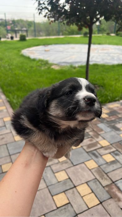 Подарим друга!